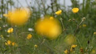 Spring flowers/Maai Mei niet/No mow May