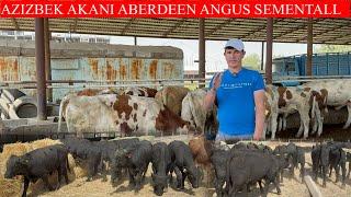 AZIZBEK AKANI ABERDEEN ANGUS SEMENTALL BUQALARI KELDI 100+100 SHOSHILING