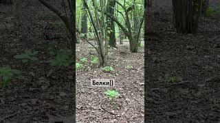 #детскийканал #влог #кайфую #дети #евакоролева #белки