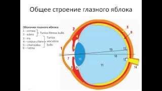 Орган зрения. ГЛАЗ