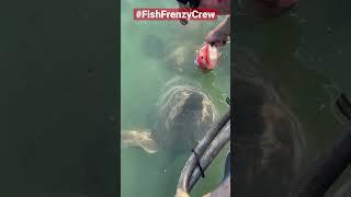 Feeding a giant grouper by hand, is still mind blowing to me. #fishfrenzycrew #goliathgrouper