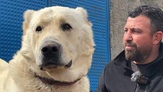 WORLD BIGGEST WOLF KILLER SHEPHERD DOGS | WHITE LIONS