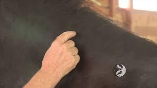 Signs of Potential Laminitis & IR in a Heavy Horse