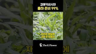 [출.하.임.박] 더케이야생화 '겹에키네시아' 출하 준비 #겹에키네시아#야생화#노지월동#출하