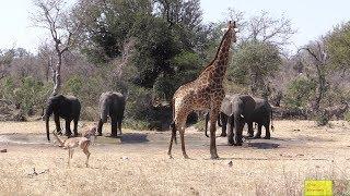 Nasty Elephants vs Impala, Kudu And Giraffe