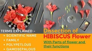 Dissection of hibiscus flower | Part of flower explained | How to dissect a hibiscus flower?