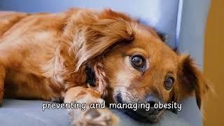 Your dog is lethargy? Discuss the behavioral changes associated with overfeeding and obesity