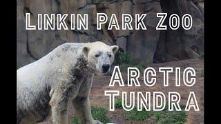 The Arctic Tundra - Lincoln Park Zoo ll Zoo Showcase Ep. 2