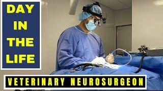 VETERINARIAN NEUROSURGEON - Day in the Life