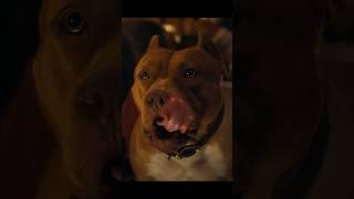 Brad Pitt’s Pitbull: Brandy #bradpitt #pitbull  #doglover #shortsfeed