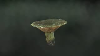 Real mushroom in 3D - Lactarius necator, 0063