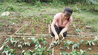 Technique growing vegetables, Building free farm | | Hoàng Thị Thư - Building Farm