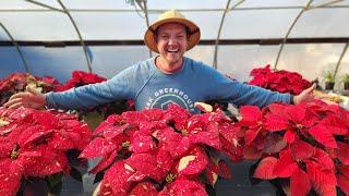 How to Keep Your Poinsettias Alive! (And Blooming Again!)