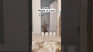 ? #cat #shorts #funny