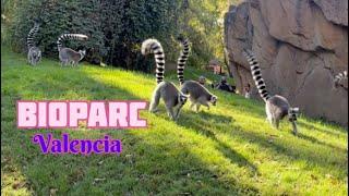 Visiting Bioparc in Valencia, Spain| wildlife experience  #valencia #spain #wildlife