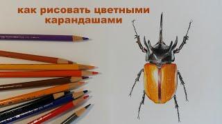 как рисовать цветными карандашами как нарисовать сову как нарисовать жука