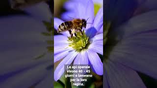 Quanto vive un ape? #nature #insects #insetti