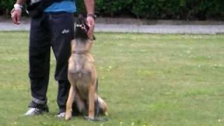 9 month old malinois clicker training