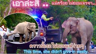 Ep.458 แม่สร้อยไม่เจรจา เตะรถโชว์#wildlife #เขาใหญ่ #ช้างป่า #elephant #nature #ท่องเที่ยว #ช้าง