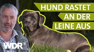 Hundebegegnungen ohne Bellen und Zerren | Hunde verstehen | S02/E02 | WDR