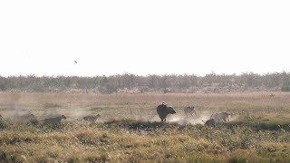 Buffalo bull mocks and walks right into a lion den