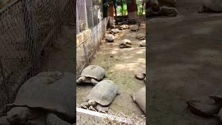 MASHALLAHA #pakistan #karachi #nature #vlog #enjoy #shortsviral