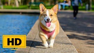 Dog Free Stock Video - No Copyright Dog Videos - Dogs Free Stock Footage - Puppy Free Stock Videos