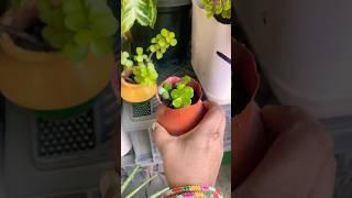 Gardening in a small pot | Kuber plant #lucky plant #jade plant #wintergarden #shortsfeed