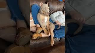 my dogs cry #Shorts #Dog #Funny #Funnyanimals #dogtvideos