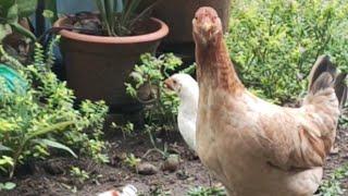 Looking for food ! #Motherandchicks #united #sharingiscaring #freerange