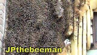 Massive Bee Hive Removed Alive!