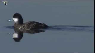 Ruddy Duck