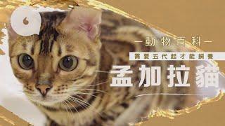 【動物百科】城市中的「野豹」　孟加拉豹貓腸胃易敏感要小心