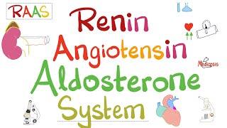 Renin Angiotensin Aldosterone System (RAAS)