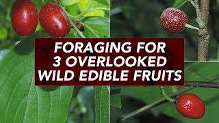 Foraging For 3 Overlooked Wild Edible Fruits