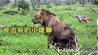 被追殺的小雄獅扎克, 雖敗猶榮, 冷血獅王全程目睹, 全網結局最悲慘的獅子
