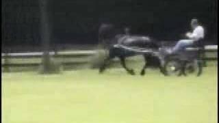 Friesian mare in harness Dahlia ster (Thomas x Tsjerk)