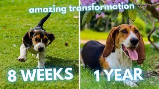 Basset Artésien Normand Transformation - From Puppy to Adult Dog (8 Weeks to 1 Year)