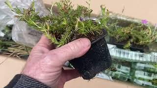 Mail Order Plants Review; J Parker; DT Brown; Norfolk Herbs.