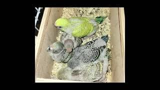 Budgerigar - from egg to adult, timelap!