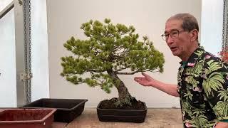 Choosing a Bonsai Pot