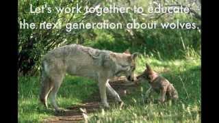 Empower children to be a voice for wolves