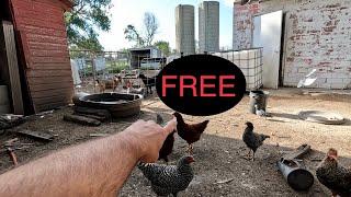 FREE Facebook Marketplace Farm Animal!!!! (Rehome)