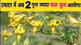 टमाटर में अब 2 गुना ज्यादा फल फूल आयेगा | Stop Tomato Flower Dropping | tamatar ki kheti