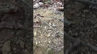 Side quest on the trail  #mtb