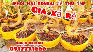 Phôi mai đế thú đẹp giá xả rẻ 6/11 #aTú0917771666 |MaivàngThanhTâm