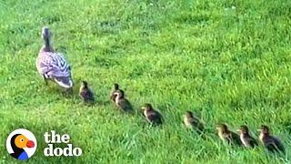 Mama Duck Waits Patiently For Neighbors To Rescue Her Babies | The Dodo