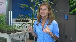 Speed, Precision and Power – The Syngenta Seeds R&D Story