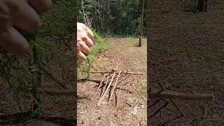 A TRAP TO SURVIVE IN THE FOREST  #wood #trap #survival #nature