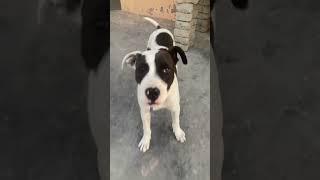 Pitbull dog #familyfriendly #home #cutebaby